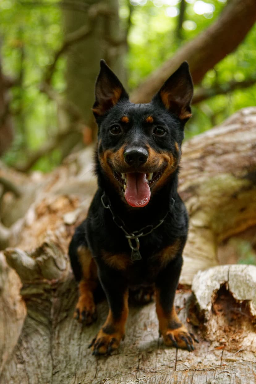 Heeler Bandit Icon AKA Icon