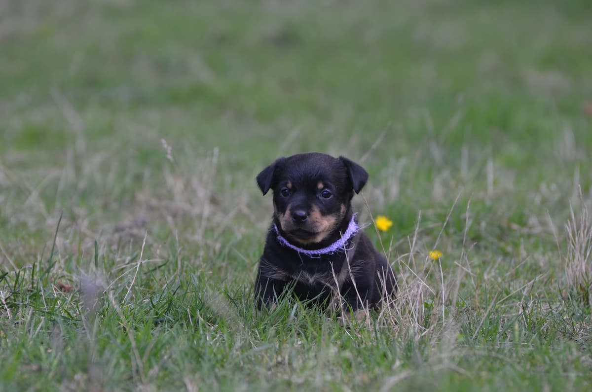Puppy Muffin