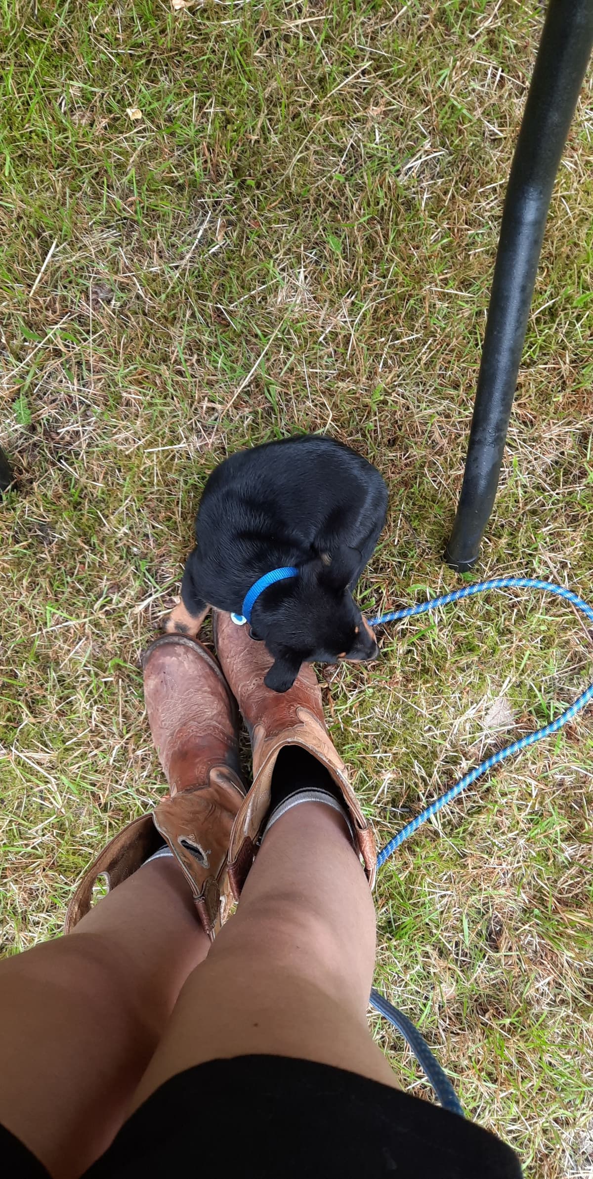 Puppy Icon