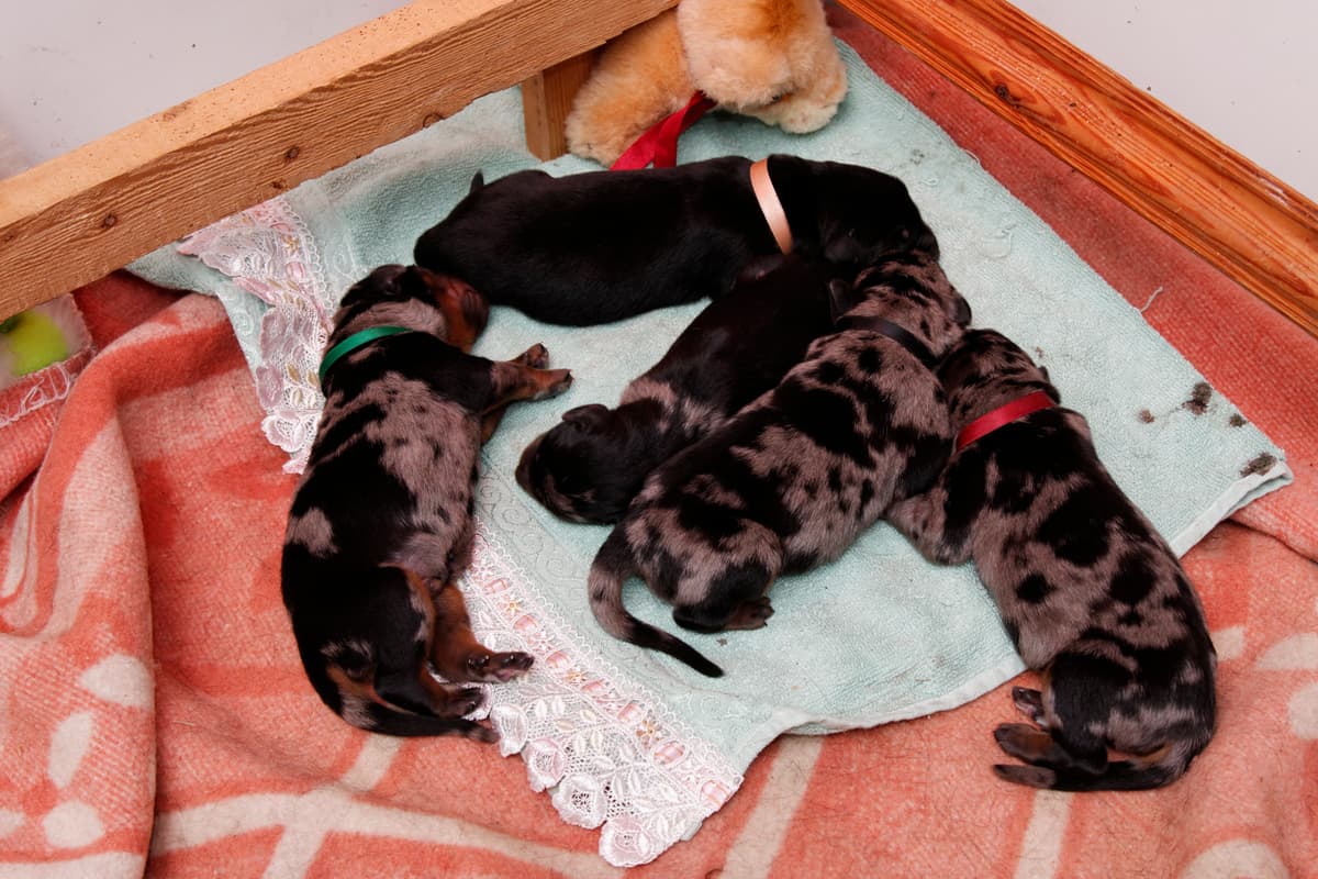 Nina (red collar)