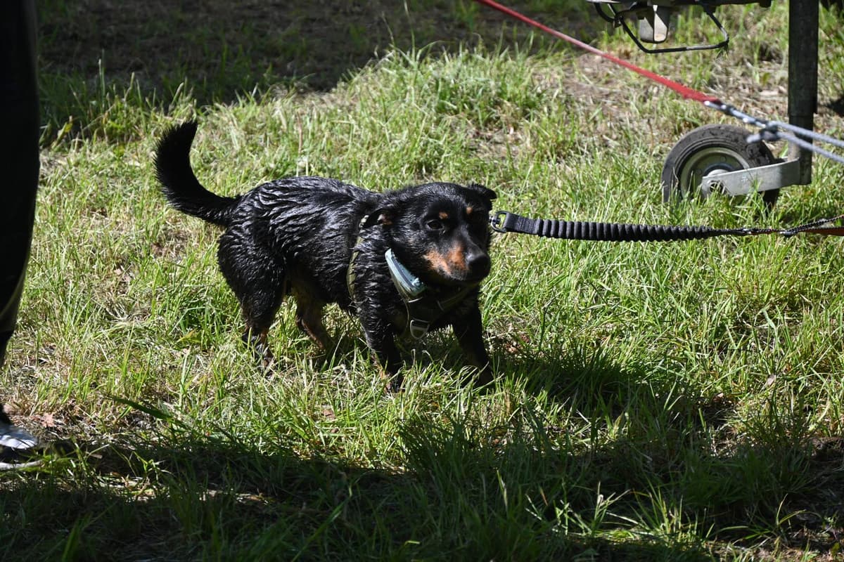 Icon @ dogsurvival