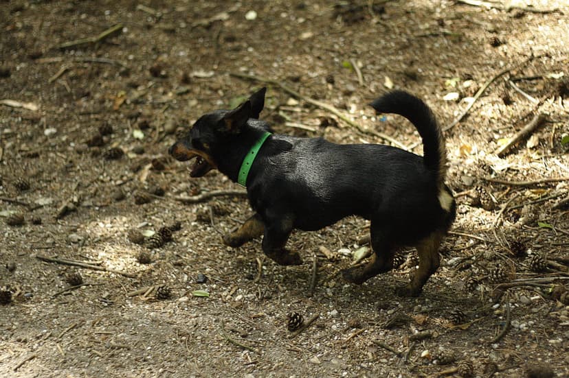 Black & Tan
