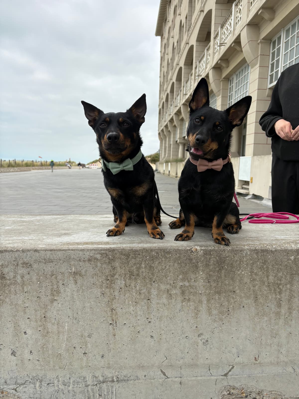 Icon and Muffin @ sea