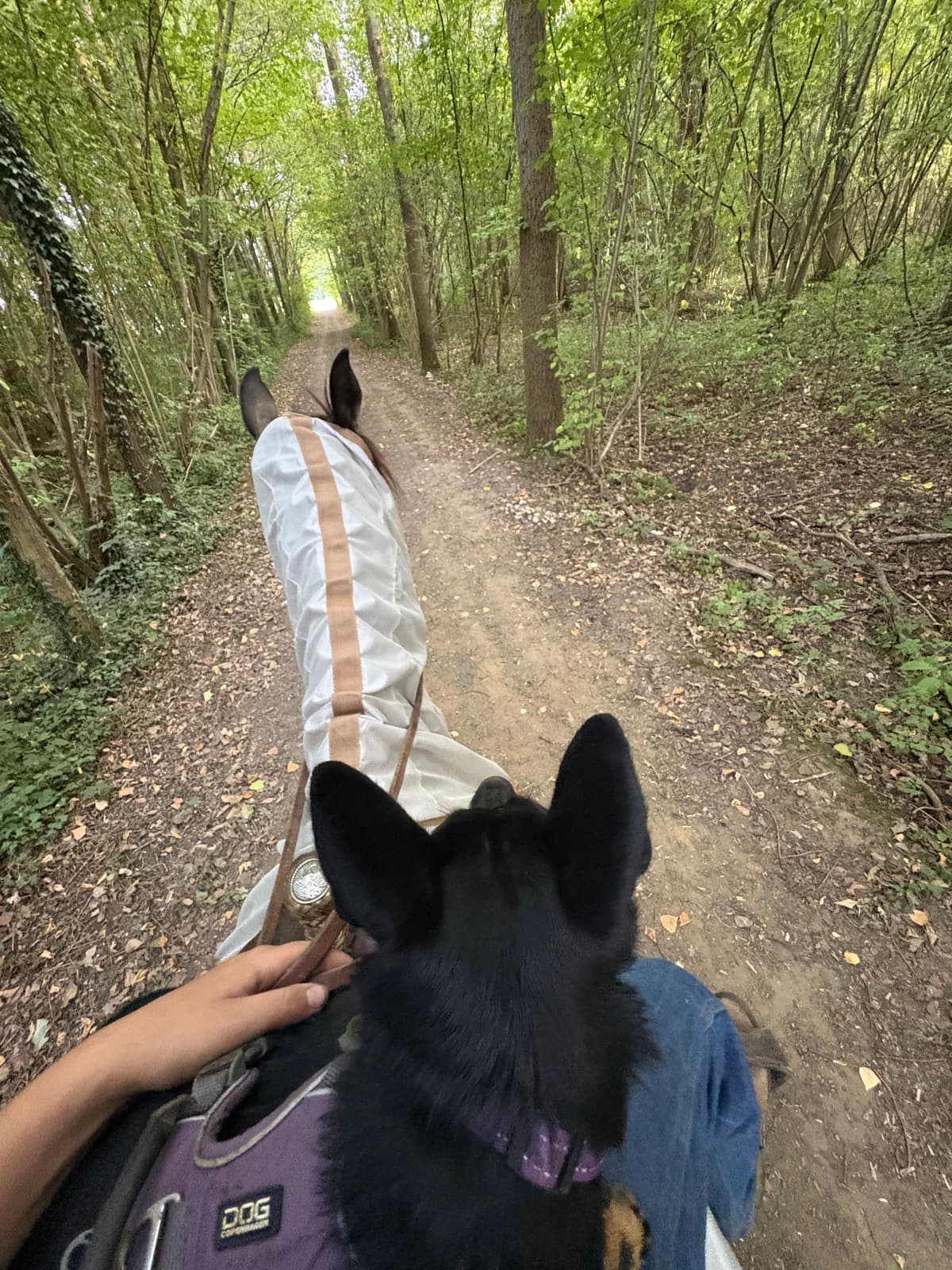 Muffin on horseback